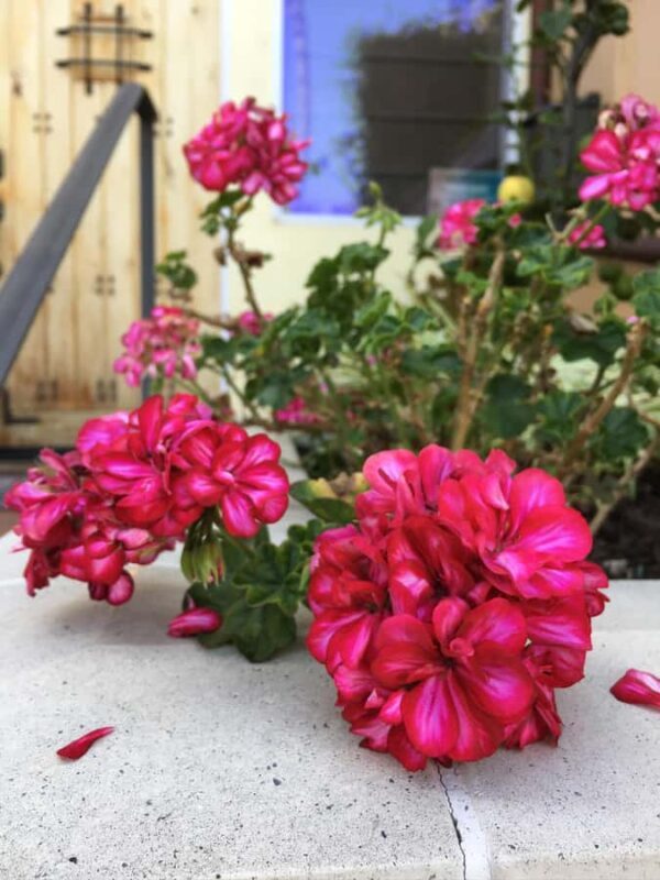 Discover Santa Monicas Hidden Stairways & Canyon Paths - Who Should Consider This Tour?