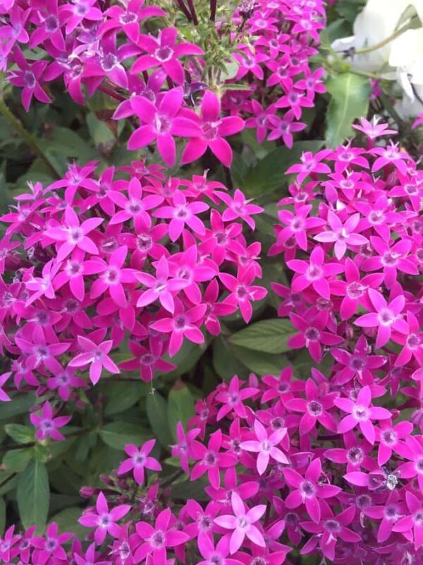 Discover Santa Monicas Hidden Stairways & Canyon Paths - FAQs