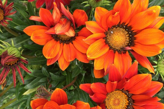 Discover Santa Monicas Lush Gardens, Trees & Neighborhoods - Discover Santa Monica’s Lush Gardens, Trees & Neighborhoods: An In-Depth Review