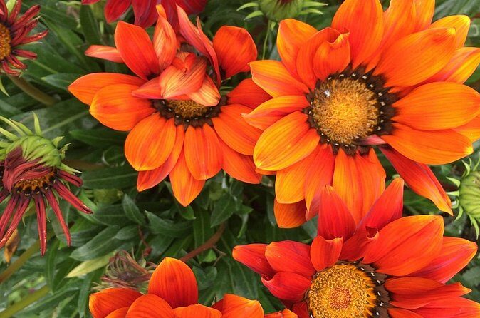 Discover Santa Monicas Lush Gardens, Trees & Neighborhoods - Analyzing the Value