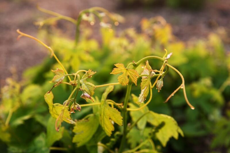 Discover Santorini: Prehistoric Akrotiri & Winery Tour - FAQ