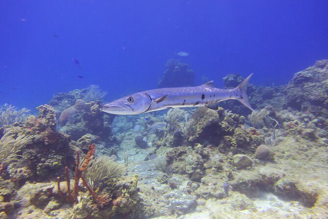 Discover Scuba - Final Thoughts