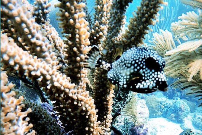 Discover Scuba Diving - The Sum Up