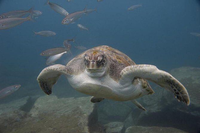 Discover Scuba Diving - Introduction: First Impressions of the Tenerife Discover Scuba Tour