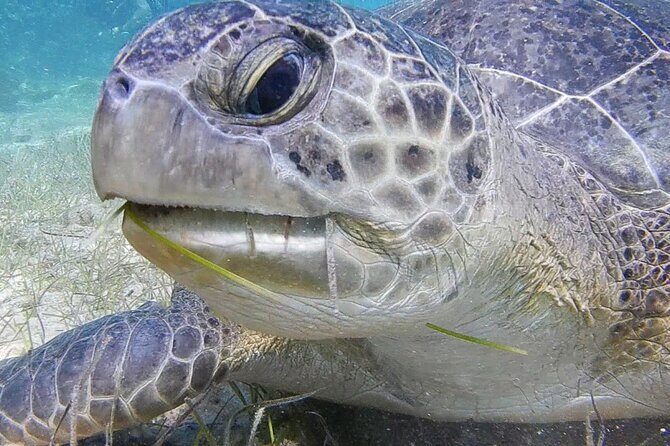 Discover Scuba Diving - FAQ