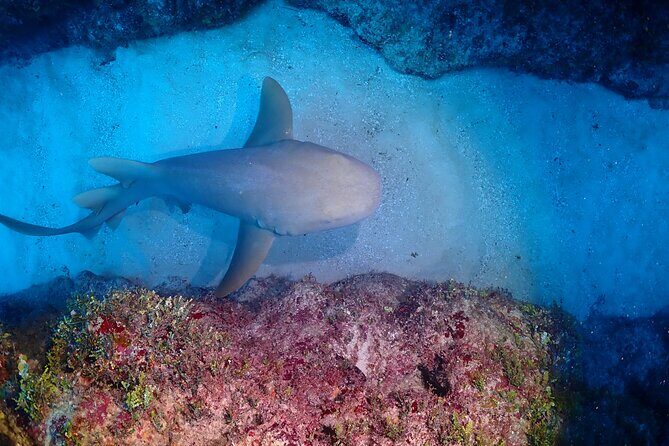 Discover Scuba Diving at Casa Cenote No Certification Needed - Authentic Feedback and Insights