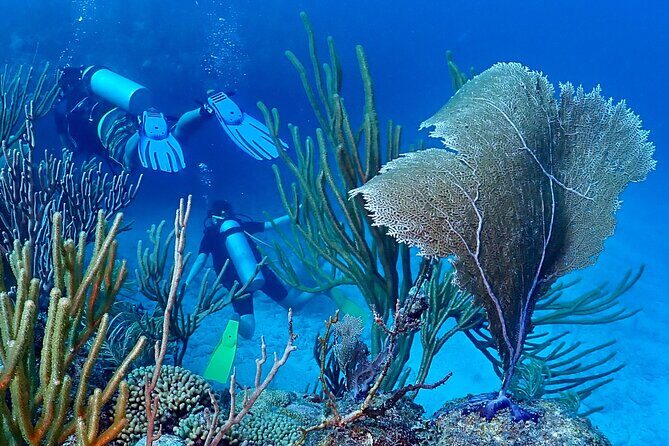 Discover Scuba Diving at Casa Cenote No Certification Needed - The Sum Up