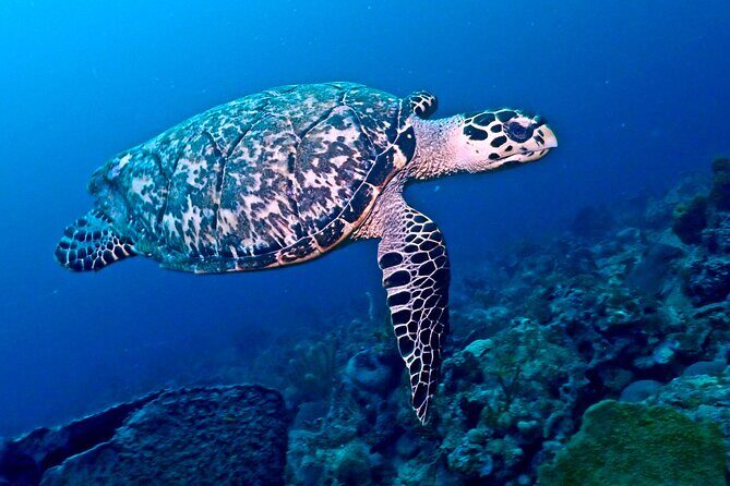 Discover Scuba Diving at Casa Cenote No Certification Needed - FAQ