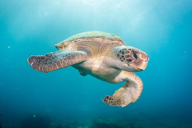 Discover Scuba Diving by boat, Puerto Colon - Discover Scuba Diving by boat, Puerto Colon: A Complete Guide