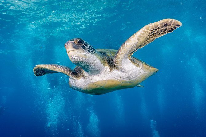 Discover Scuba Diving by boat, Puerto Colon - The Experience in Detail