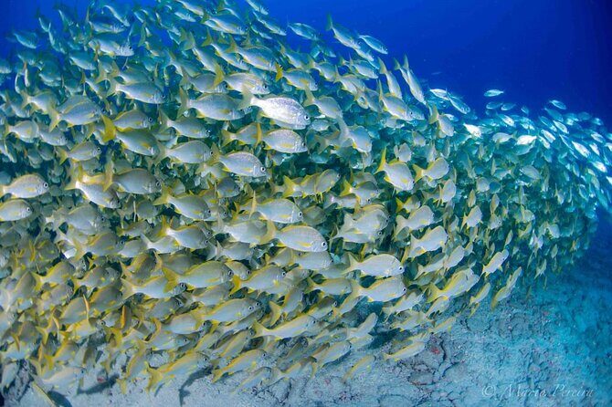 Discover Scuba Diving by boat, Puerto Colon - FAQ