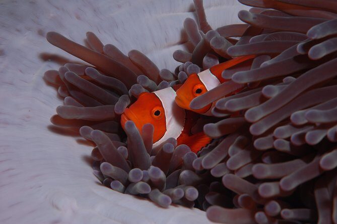 Discover Scuba Diving - Authentic Experiences from Reviewers