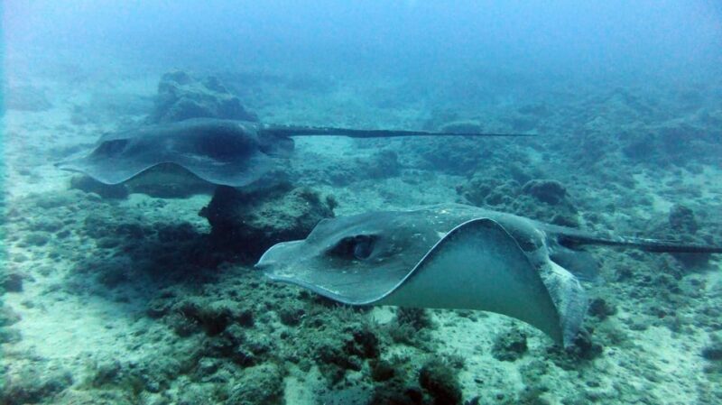 Discover Scuba Diving Experience - Authentic Insights from Reviews