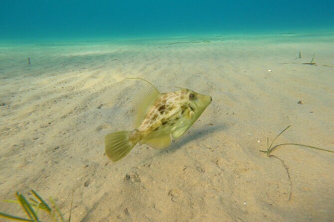 Discover Scuba Diving Experience in Nea Makri, Athens - The Experience Itself: Diving in Nea Makri