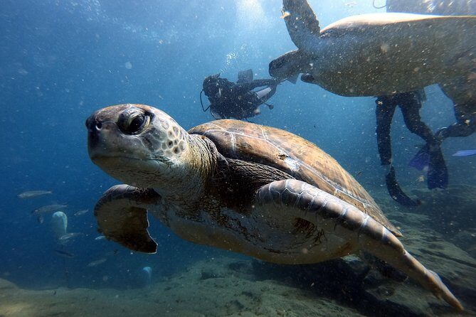 Discover Scuba Diving Experience in Turtle Habitat - An In-Depth Look at the Experience