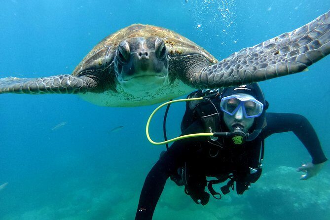 Discover Scuba Diving Experience in Turtle Habitat - Practical Details and Logistics
