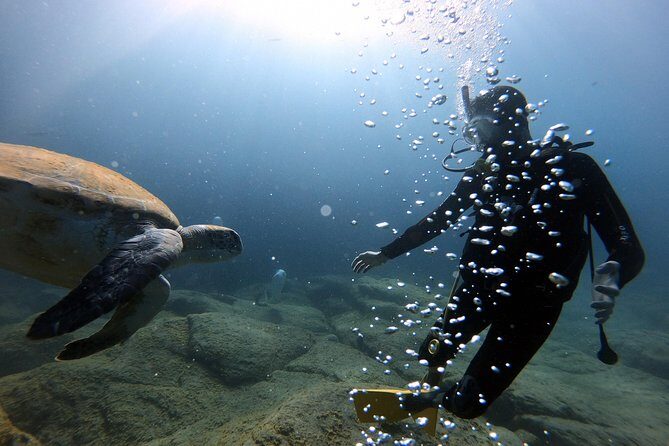 Discover Scuba Diving Experience in Turtle Habitat - Who Will Love This Experience?