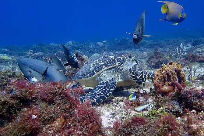 Discover Scuba Diving From Boat - Discover Scuba Diving From Boat in Cozumel: An Honest Look