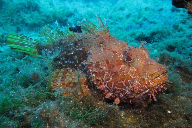 Discover Scuba Diving from the Boot - Key Points