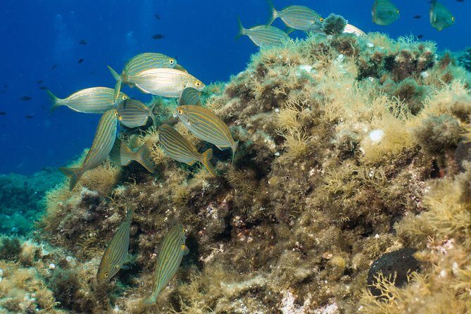 Discover Scuba Diving from the Boot - Analyzing the Value