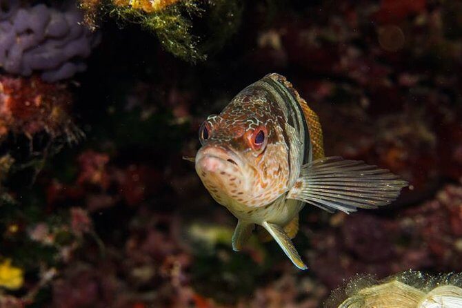 Discover Scuba Diving from the Boot - Final Thoughts