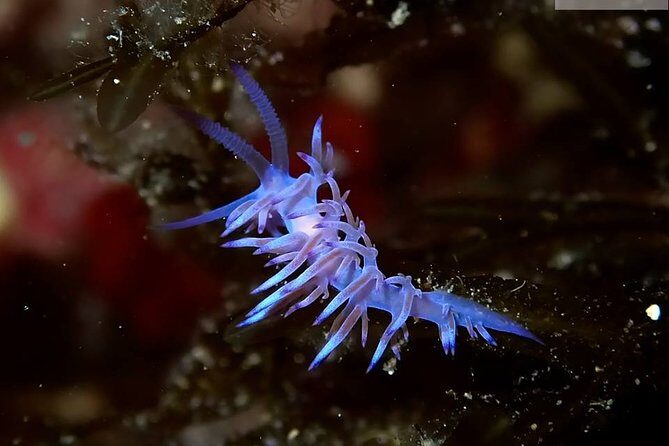 Discover Scuba Diving from the Boot - FAQs