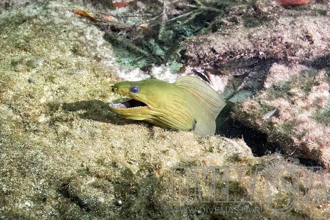 Discover Scuba Diving in cenote Casa including underwater video! - FAQ