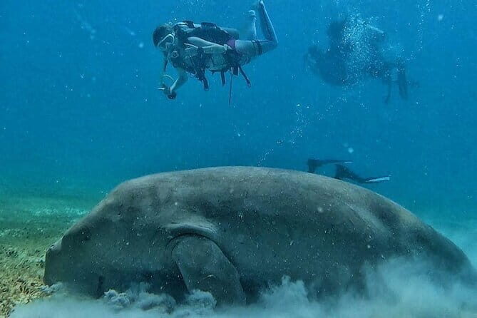 Discover Scuba Diving in Coron - FAQs