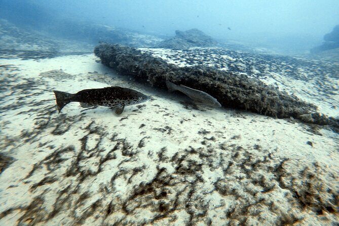 Discover Scuba Diving in Costa Calma - Who Should Consider This Tour?