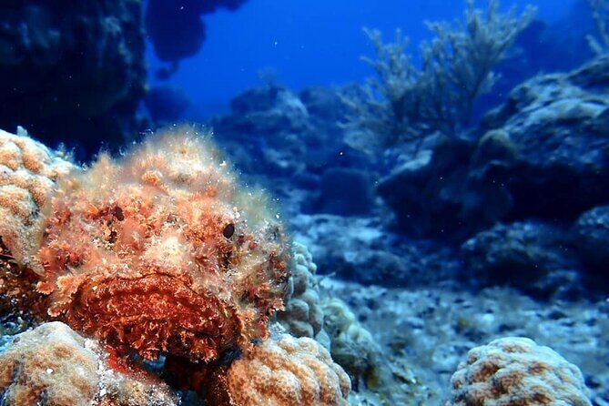 Discover Scuba Diving in Cozumel - Why Travelers Love This Experience