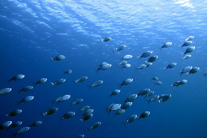 Discover Scuba Diving in Lanzarote (Costa Teguise) - What to Expect from the Tour