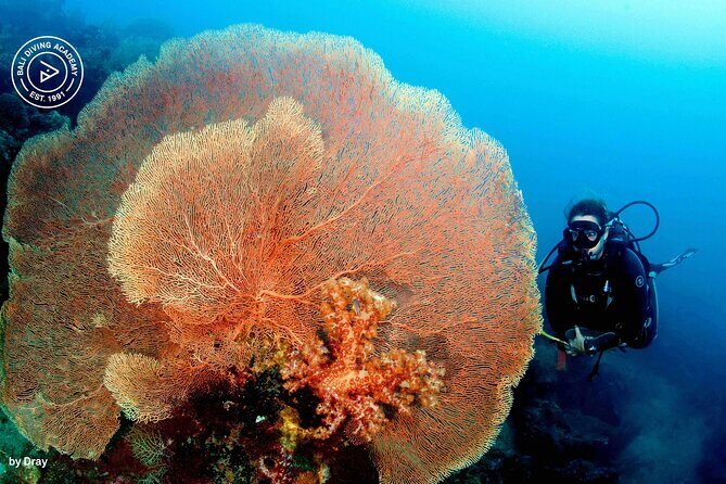 Discover Scuba Diving in Pemuteran at the Biorock site,1 shore dive all included - Who Will Love This Experience?