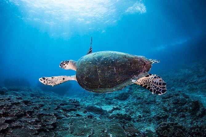 Discover Scuba Diving in Pemuteran - Diving Initiation in Bali (Menjangan Park) - An In-Depth Look at the Pemuteran Discover Scuba Tour