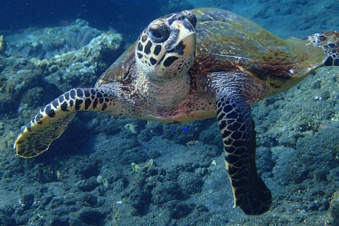 Discover Scuba Diving in Pemuteran - Diving Initiation in Bali (Menjangan Park) - Frequently Asked Questions (FAQs)