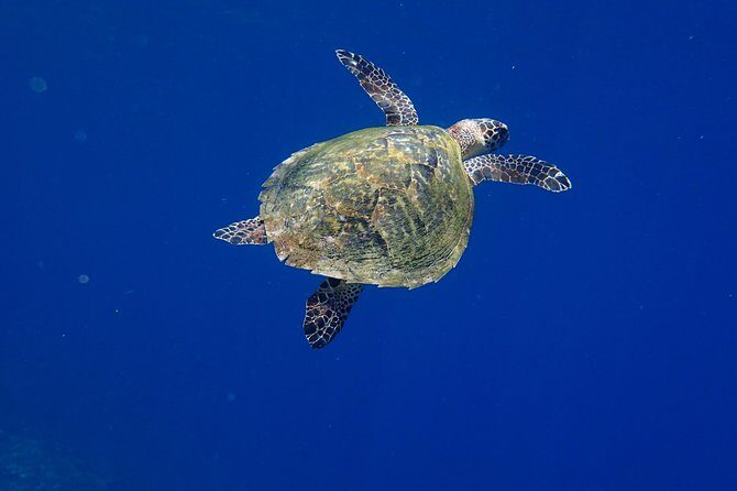Discover Scuba Diving in Pemuteran - Diving Initiation in Bali (Menjangan Park) - Final Thoughts