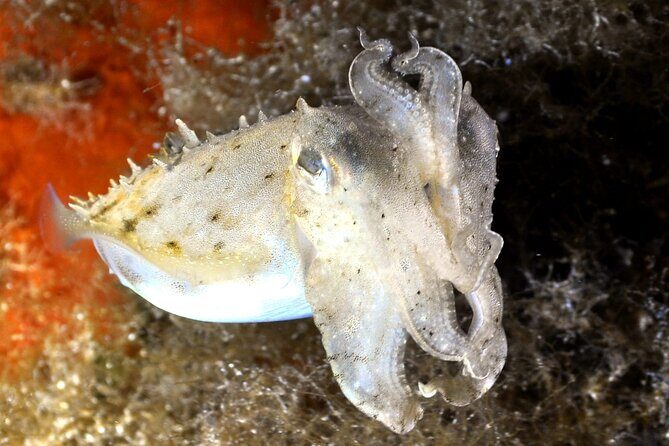 Discover Scuba diving in Villasimius - The Sum Up: Is This a Must-Do?