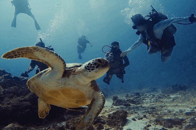 Discover Scuba diving on Arubas reef (Private tour) - An In-Depth Look at the Aruba Discover Scuba Tour