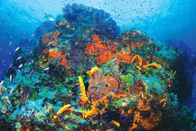 Discover Scuba Diving - One Tank at Coral Reef - An In-Depth Look at the Tour Experience