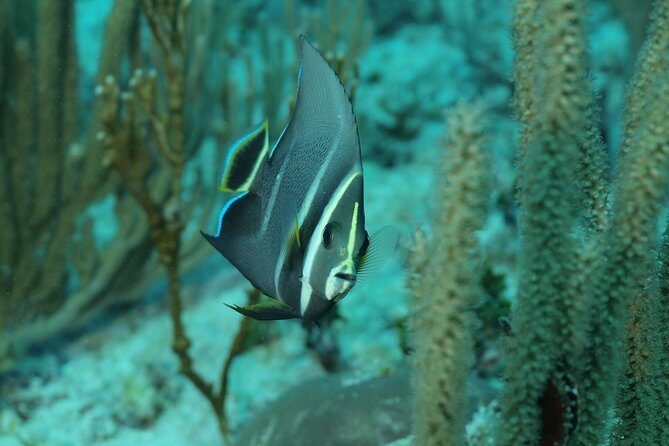 Discover Scuba Diving PADI in Playa del Carmen including underwater video - FAQ