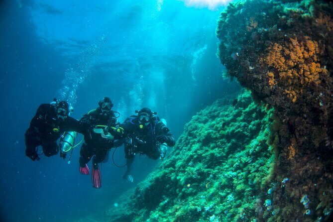 Discover Scuba Diving PADI - Trial dive in Sorrento - A Closer Look at the Experience
