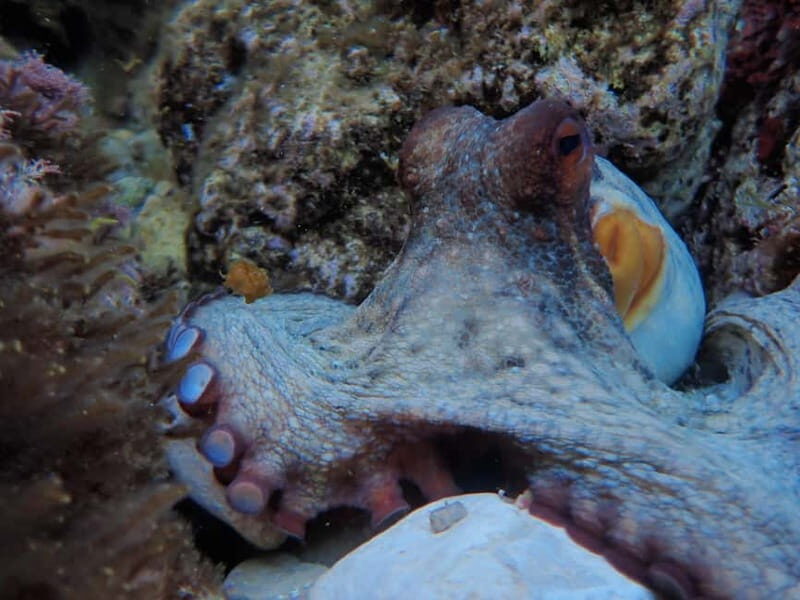 Discover Scuba Diving, scuba diving for begginers!! - Key Points