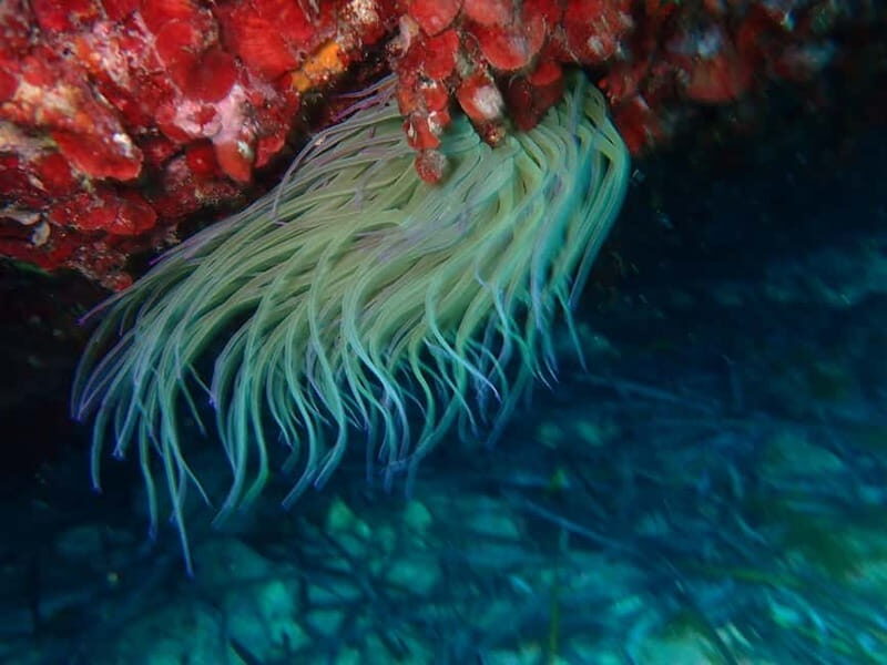 Discover Scuba Diving, scuba diving for begginers!! - Practical Details & Considerations