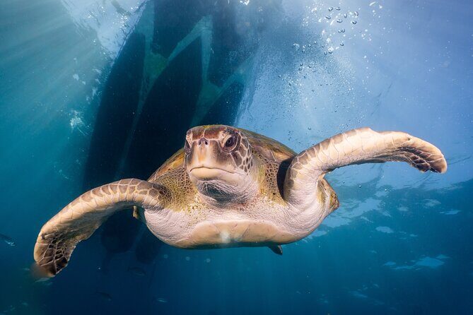 Discover Scuba Diving: Training plus boat dive! - Final Thoughts