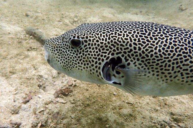 Discover Scuba Diving, try dive for beginners ( Start at Ko Kut) - The Real Experience: Authentic Insights