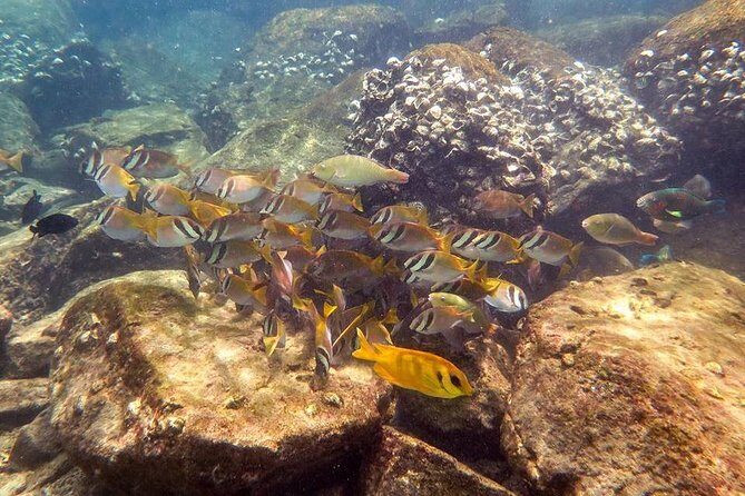 Discover Scuba Diving, try dive for beginners ( Start at Ko Kut) - Deep Dive into the Itinerary
