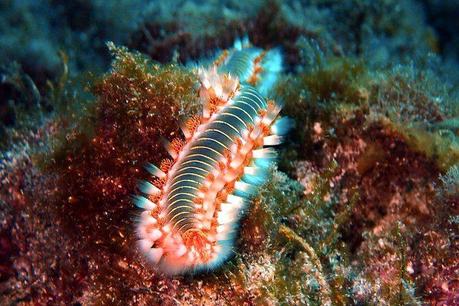 Discover Scuba Diving - Try it for the first time! - Who Is This Tour Perfect For?