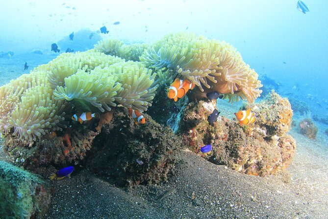 Discover Scuba Diving Tulamben Bali For Non-Certified Divers - What to Expect from the Tour