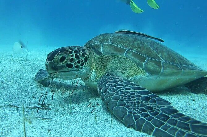 Discover SCUBA Diving with Pissouri Bay Divers - The Sum Up