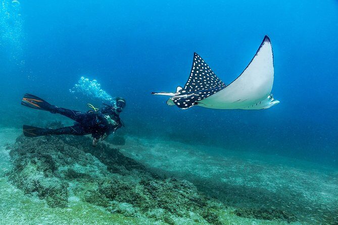 Discover Scuba experience at Las Caletas, Puerto Vallarta - Key Points