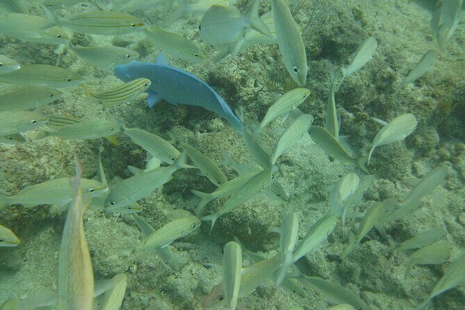 Discover Snorkeling Tour in Panama City - An In-Depth Look at the Snorkeling Experience